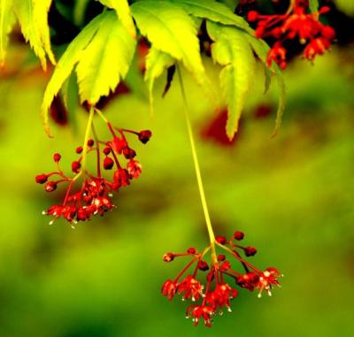 Coral Bark Maple (Acer palmatum ‘Sango Kaku’)