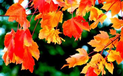 Red Maple (Acer rubrum)