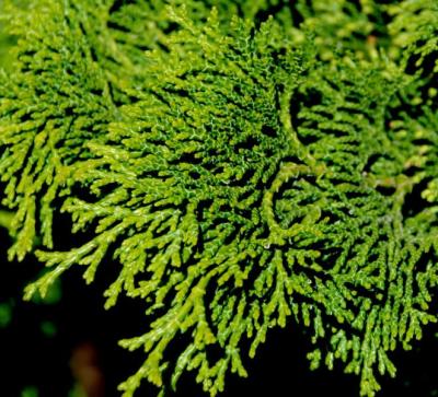 Hinoki Cypress (Chamaecyparis obtusa)