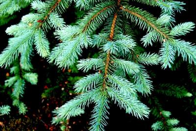 Blue Spruce (Picea pungens)