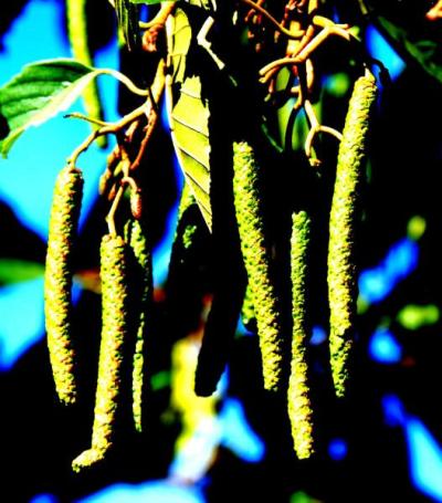 Common Alder (Alnus glutinosa)