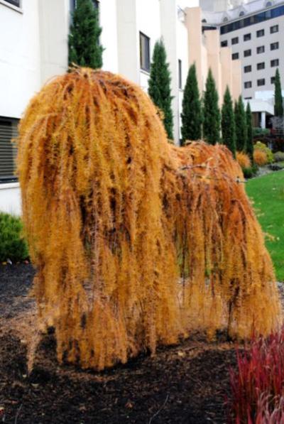 Weeping Larch (Larix decidua)