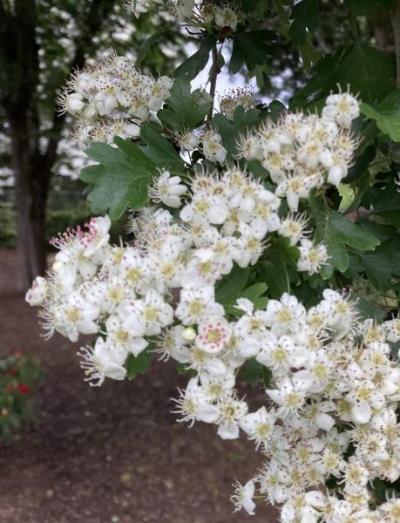 Hawthorn (Crataegus)