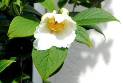 Stewartia (Stewartia pseudocamellia)