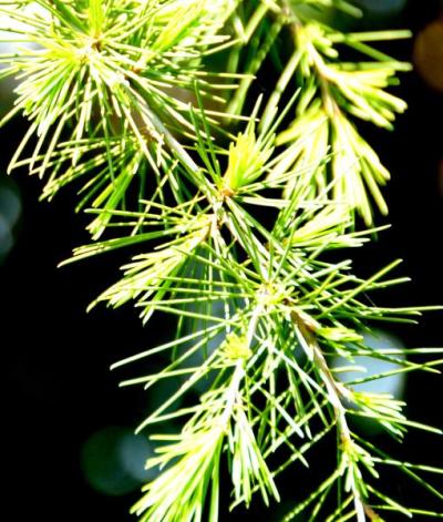 Deodar Cedar (Cedrus deodara)