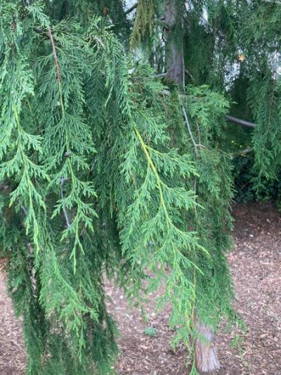 Western Red Cedar (Thuja plicata)