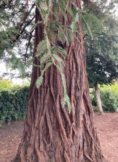 Coast Redwood (Sequoia sempervirens)