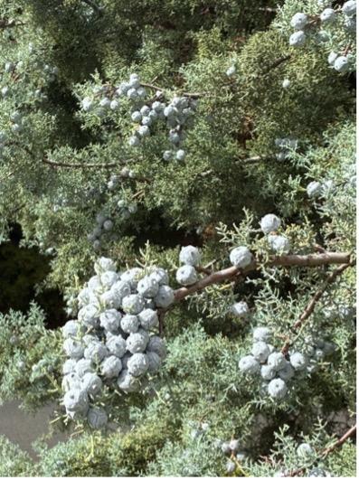 Arizona Cypress (Hesperocyparis arizonica)
