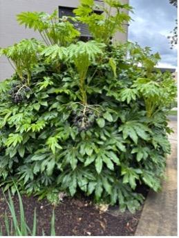Big-leaf Paper Plant (Fatsia japonica)