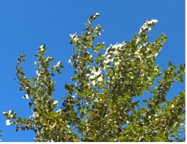 Black Cottonwood (Populus trichocarpa) NATIVE