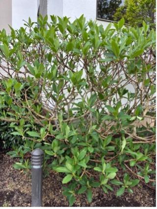 Chinese  Paperbush (Edgeworthia papyrifera)