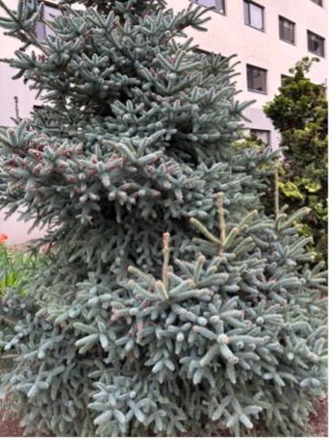 Colorado Blue Spruce (Picea pungens)