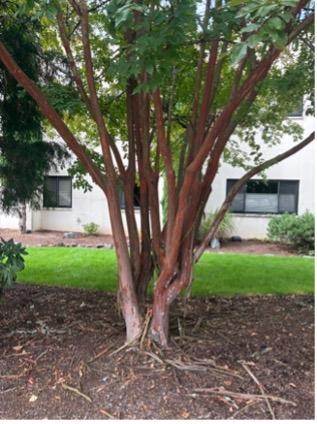 Crepe Myrtle Natchez (Lagerstroemia ‘Natchez’)