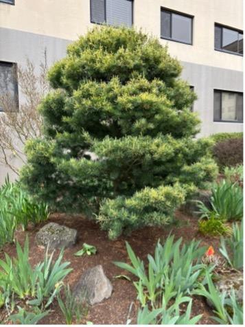 Eastern White Pine	(Pinus strobus)