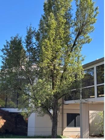 Flowering Pear (Pyrus calleryana ‘Bradford’)