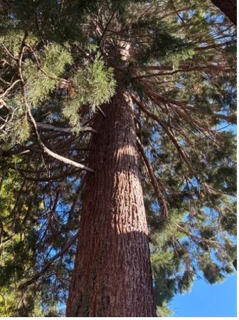 Giant Sequoia	(Sequoiadendron giganticum)