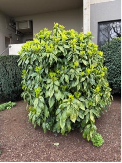 Japanese Aucuba (Aucuba japonica)