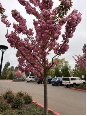 Japanese Flowering Cherry (Prunus serrulata)