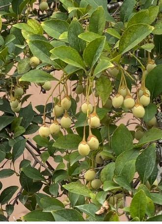 Japanese Snowbell (Styrax japonicus)