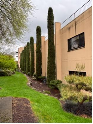 Mediterranean Cypress (Cupressus sempervirens)