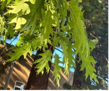 Northern Red Oak (Quercus rubra)