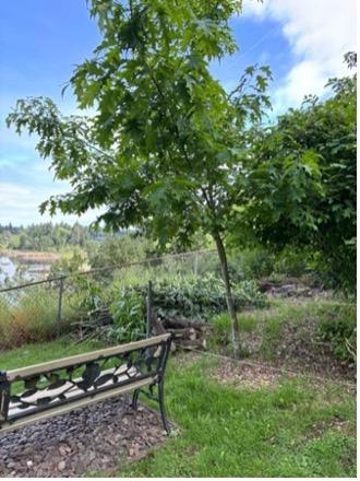 Northern Red Oak (Quercus rubra)