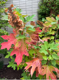Oakleaf Hydrangea (Hydrangea quercifolia)  