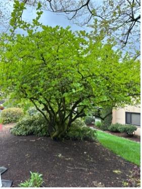 Ozark Witch Hazel (Hamamelis vernalis)