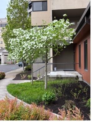 Pacific Dogwood (Cornus nuttallii)