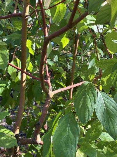 Red Osier Dogwood (Cornus sericea) NATIVE