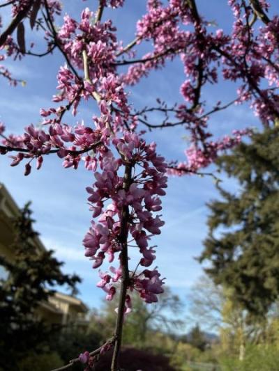 Redbud (Cercis canadansis)