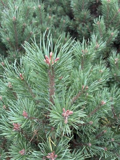 Scotch Pine (Pinus sylvestris)