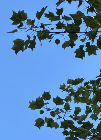 Tulip Poplar (Liriodendron tulipifera)
