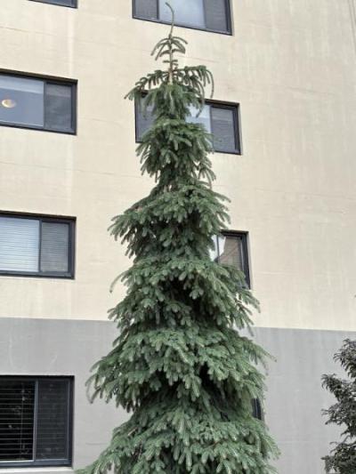 Weeping White Spruce (Picea glauca ‘Pendula’)