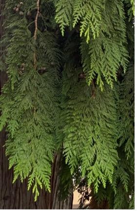 Western Red Cedar (Thuja plicata)