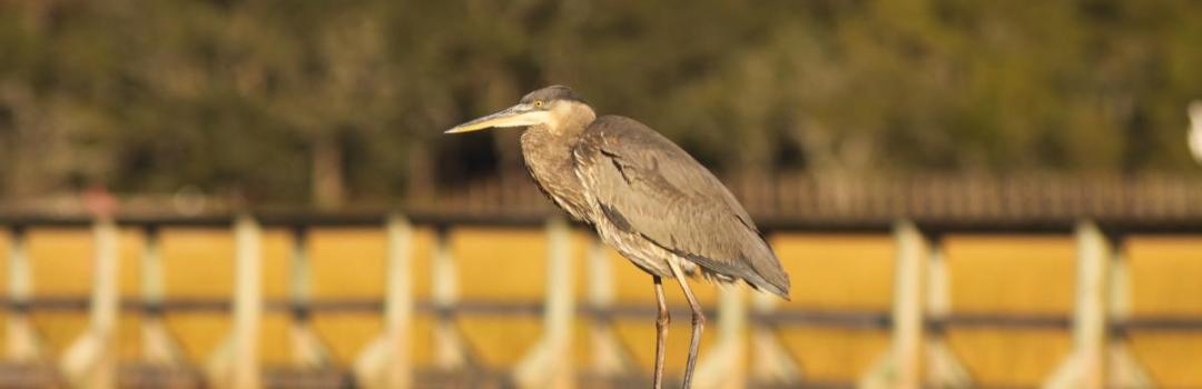 Great Blue Heron, South Carolina
