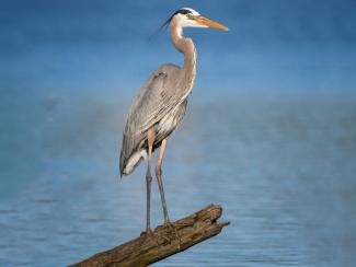 Blue heron on a log