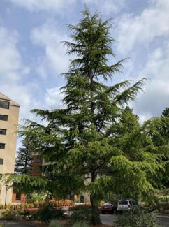 deodar cedar tree