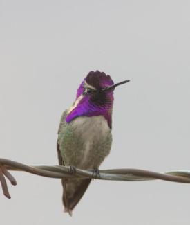 Costa's Hummingbird