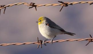 Verdin