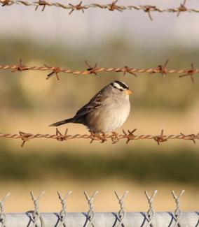 White Crowned Sparrow