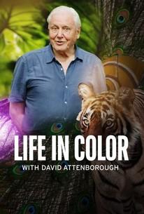 an older man poses between a tiger and peacock feathers