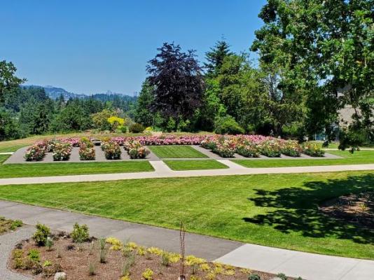 A view of the Manor Rose Gardens at Willamette View