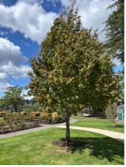Katsura tree
