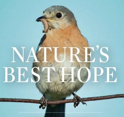 Song birds need caterpillers to feed their young.