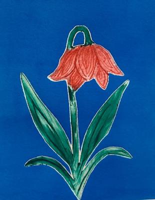 Blue background with one single red flower and green stem and leaves