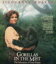 Gorillas in the Mist