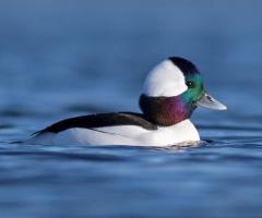 Bufflehead