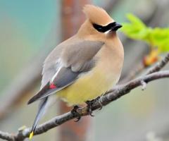 Cedar Waxwing