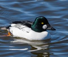 Common Goldeneye